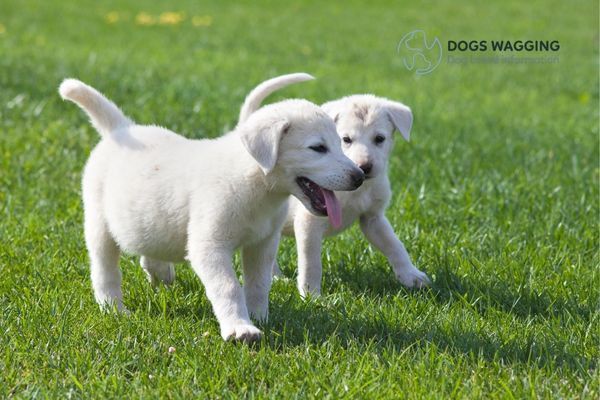 Anatolian Shepherd Puppies