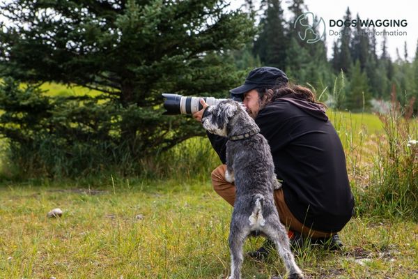 Australian Cattle Dog Behavior Issues