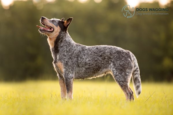 Australian Cattle Dog with annoying barking