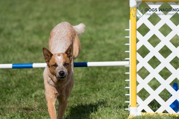 Australian Cattle Dog Behavior Issues