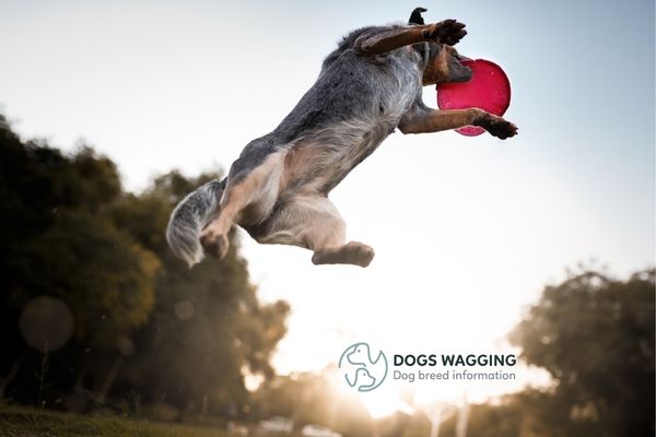 Teaching commands to reduce Australian Cattle Dog Behavior Issues