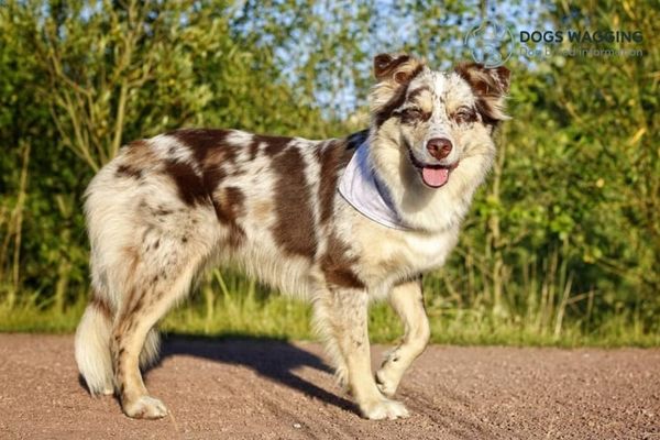 All Things About Australian Shepherd Short Hair