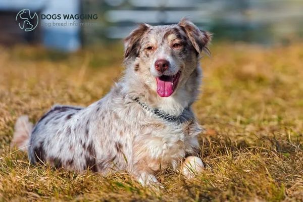 Short Hair Australian Shepherd health conditions