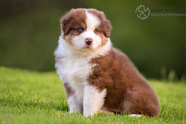 The Australian Shepherd Short Hair has Low Grooming