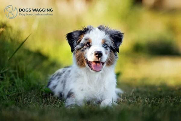 Short Hair Australian Shepherd Temperament Traits