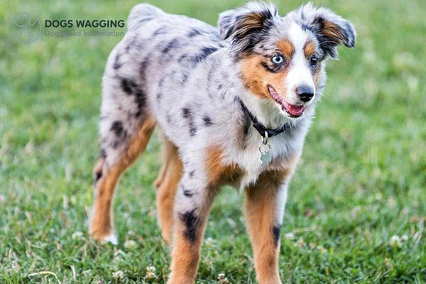 Diet Needs of Australian Shepherd short hair  