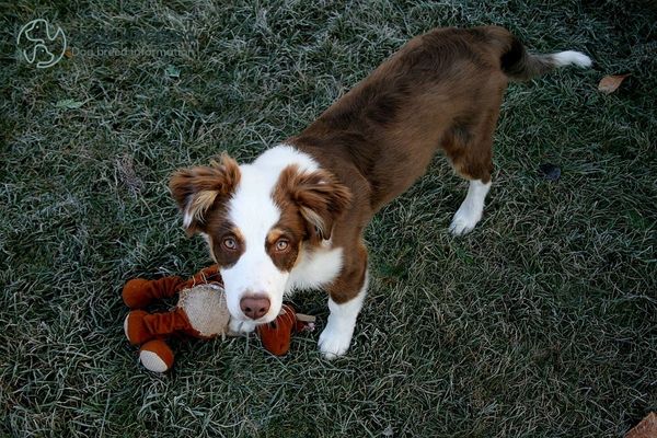 Short-Haired Australian Shepherd Exercise & Training