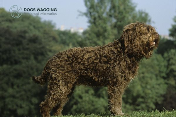 Temperament and personality of Barbet Puppies