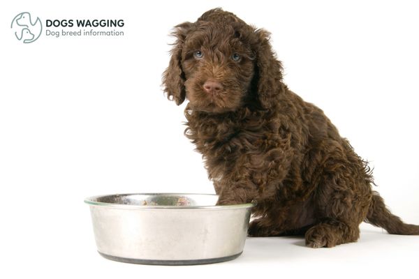 Nutrient needs for Barbet Dog Puppy