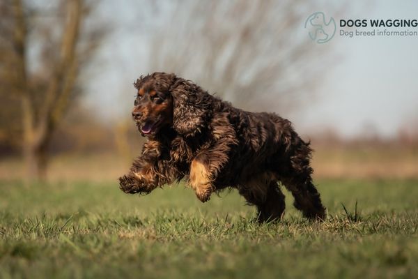 Common health problems in Barbet Puppyv