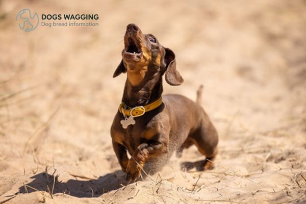 Dachshunds exhibit noise and destructive behaviors like barking and digging and gnawing tendencies