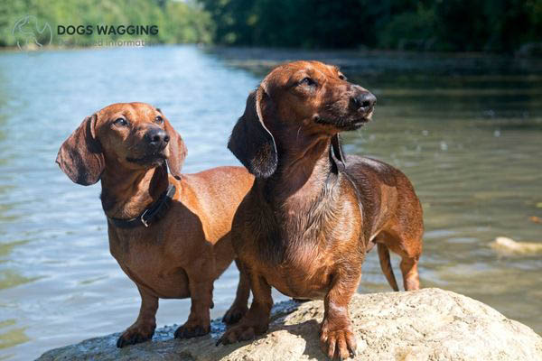 Dachshunds