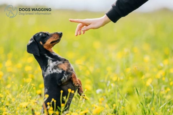 All Reasons Why Dachshunds Are The Worst Breed