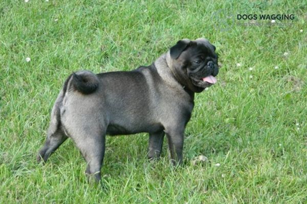 Overview of Silver Fawn Pug