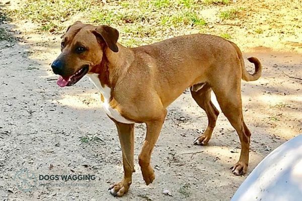 The Rhodesian Ridgeback Black Mouth Cur Mix