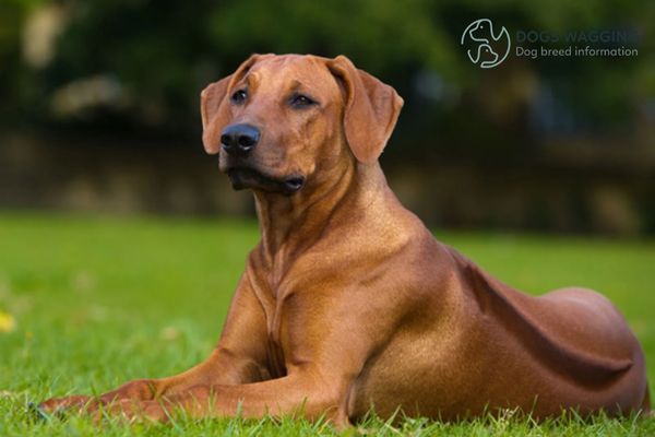 The Rhodesian Ridgeback