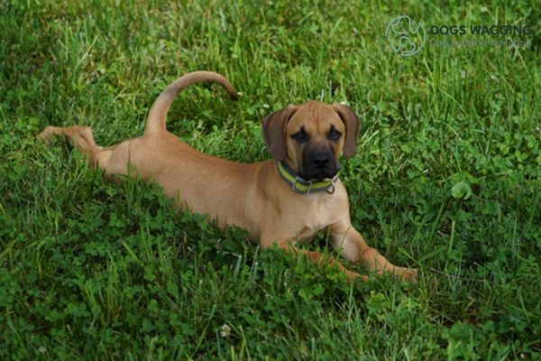 The Black Mouth Cur