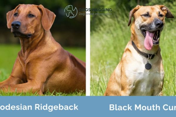 Explore The Unique Dog: Rhodesian Ridgeback Black Mouth Cur