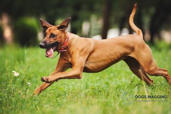 Black Mouth Cur mixed with Rhodesian Ridgeback running