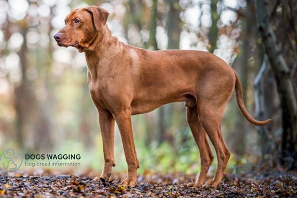 The Rhodesian Ridgeback