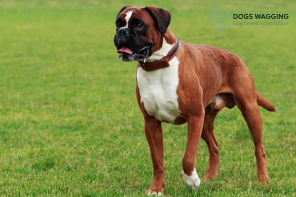 The Fawn Boxer with white stripes