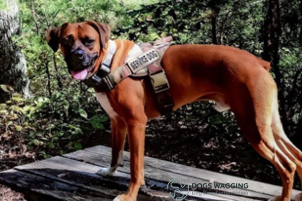 The Boxer Rhodesian Ridgeback mix