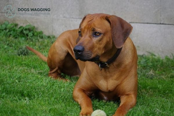 Rhodesian Ridgeback mix with Boxer with ball