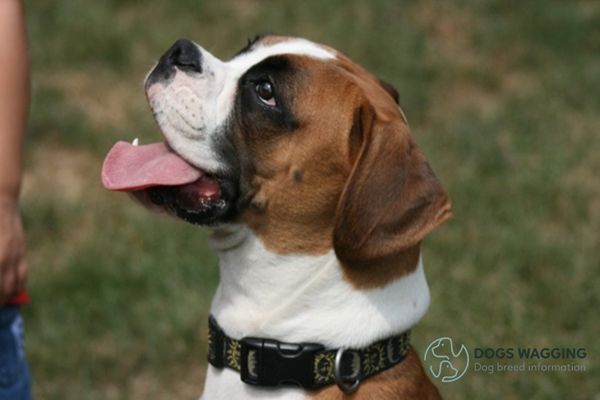 The Rhodesian Ridgeback mixed with Boxer