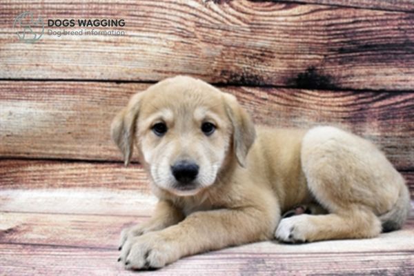 Great Pyrenees and Rottweiler mix puppy