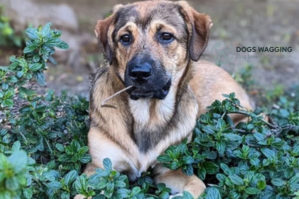 A Great Pyrenees Rottweiler Mix