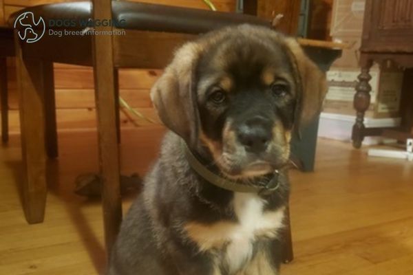 Rottweiler Great Pyrenees mix