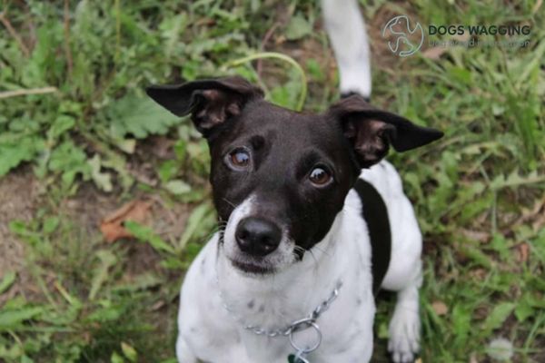 Black Jack Russell Terrier All What You Need To Know