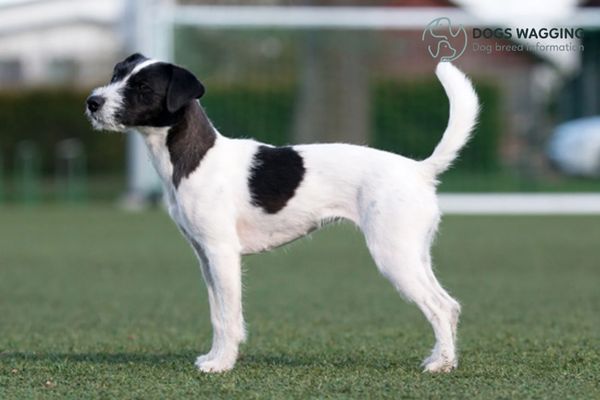 Temperament & Intelligence of the Jack Russell Terrier Black