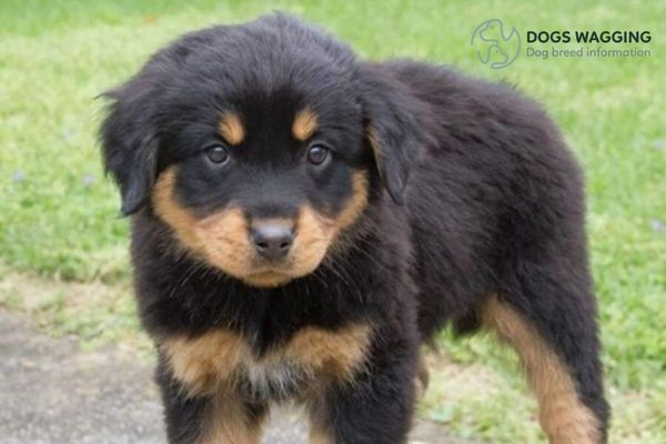 Rottweiler and Great Pyrenees mix puppy