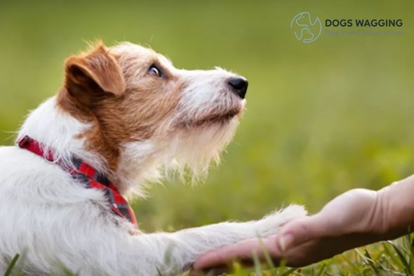 Some common issues of Black Jack Russell Terrier