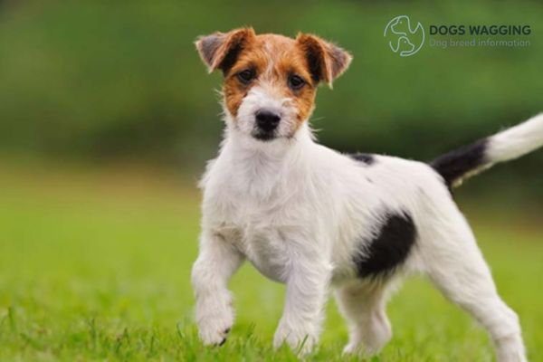 The price of Jack Russell Terrier Black