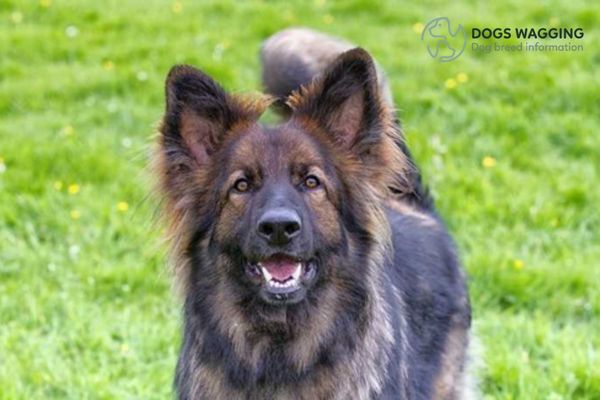 Overview of Samoyed German Shepherd mix 