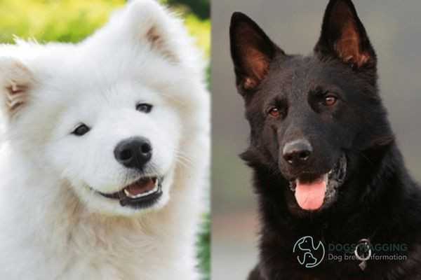 The temperature of Samoyed and German Shepherd mix