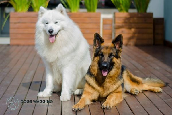 How to groom German Shepherd Samoyed mix