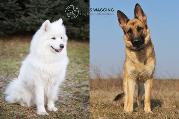 Samoyed German Shepherd Mix The Ultimate Guides For You