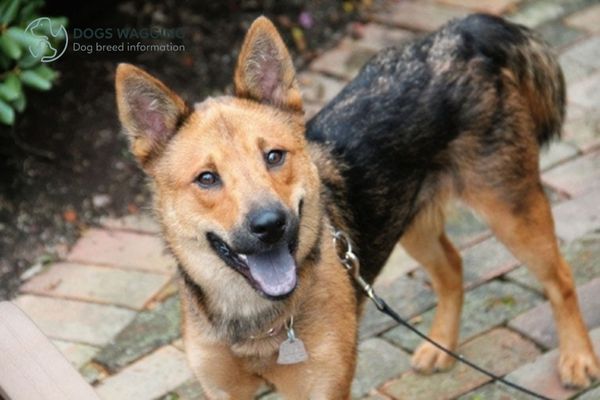 Shiba Inu mixed with German shepherd