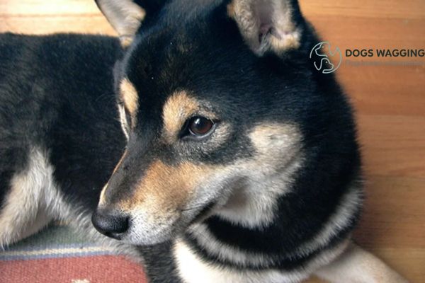 Decoding Shiba Inu Mix With German Shepherd