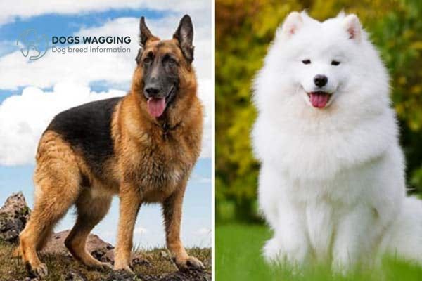 The price of Samoyed and German Shepherd mix