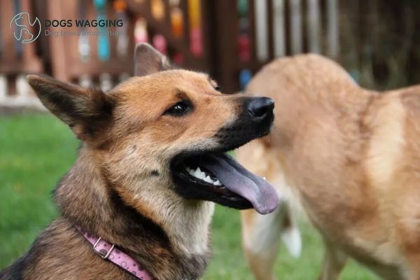 Caring for a German Shepherd mix with Shiba Inu