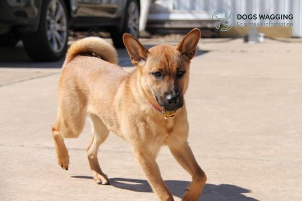 Training tips for Shiba Inu mix with German Shepherd