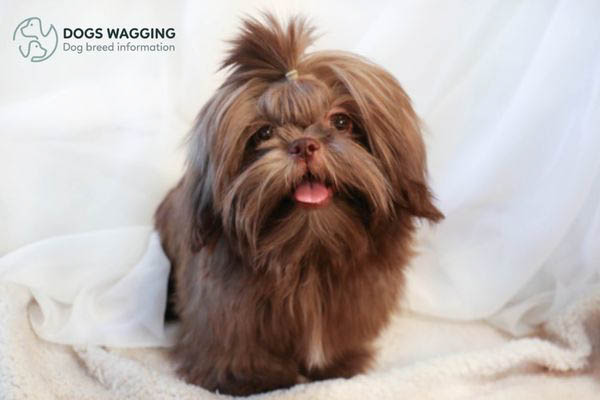 What Is Chocolate Shih Tzu? Discover The Secrets Of This Dog