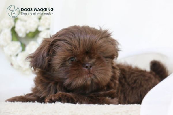 Appearance of Chocolate Shih Tzu