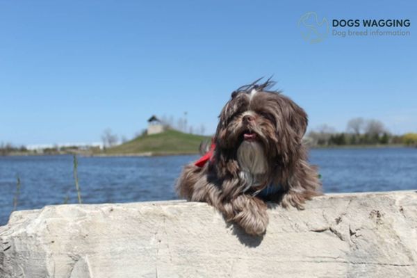 Exercise for Chocolate Shih Tzu