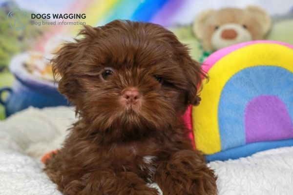 Training for Chocolate Shih Tzus