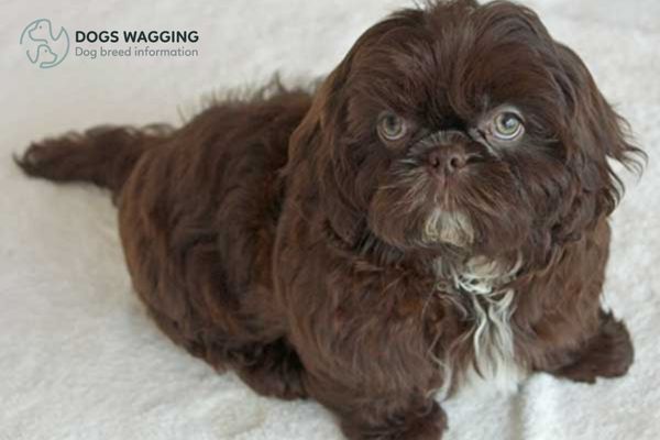 What Is Chocolate Shih Tzu Discover The Secrets Of This Dog